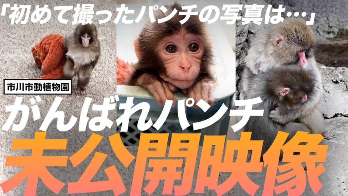 日本市川市官方YouTube頻道上傳紀錄片。(翻攝自/市川市官方頻道)