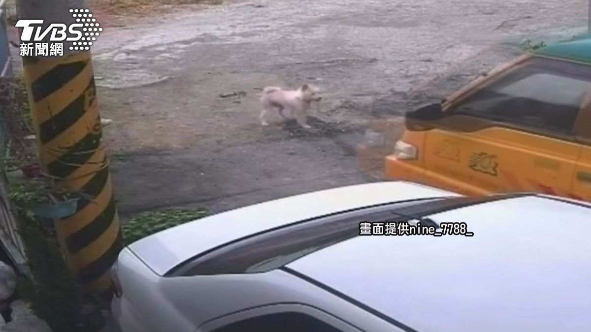 狐狸犬「嘟嘟」遭娃娃車輾斃！轉4醫院仍不治　飼主心碎控訴。(圖／民眾提供)