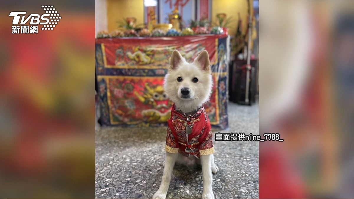 娃娃車輾斃愛犬！住院7天不治花15萬。(圖／民眾提供)