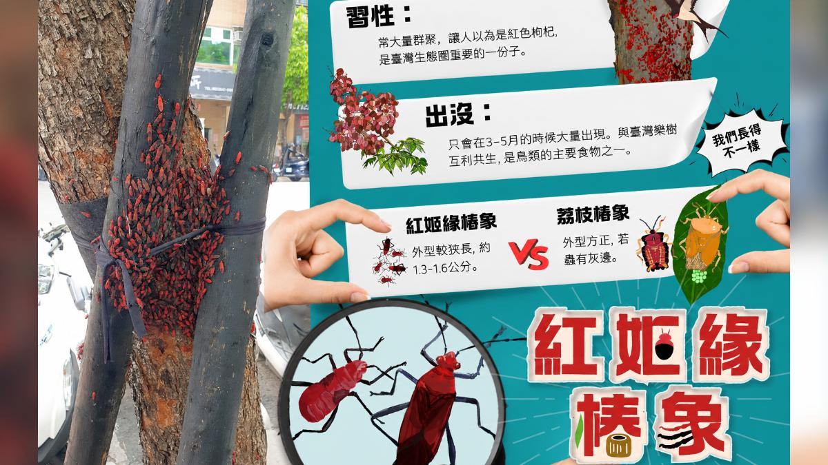 「紅椿象」大軍壓境！新北嚇壞　農業局籲冷靜：無害免驚