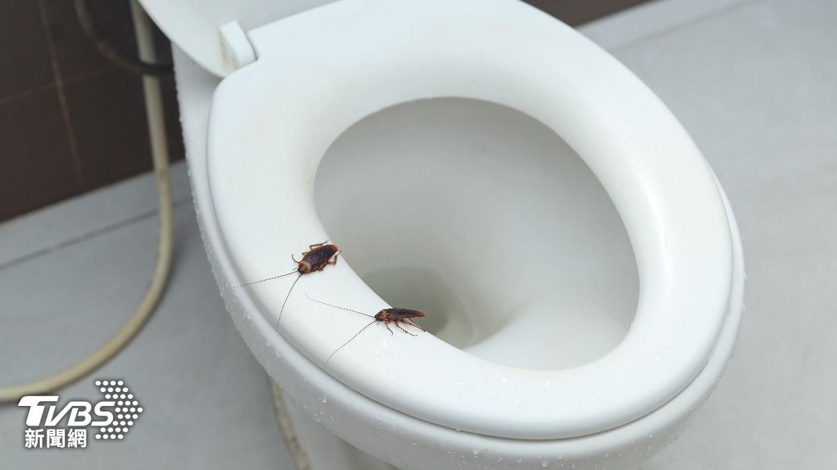 蟑螂別沖馬桶！專家警告「恐整窩生你家」　正確滅蟑技巧曝