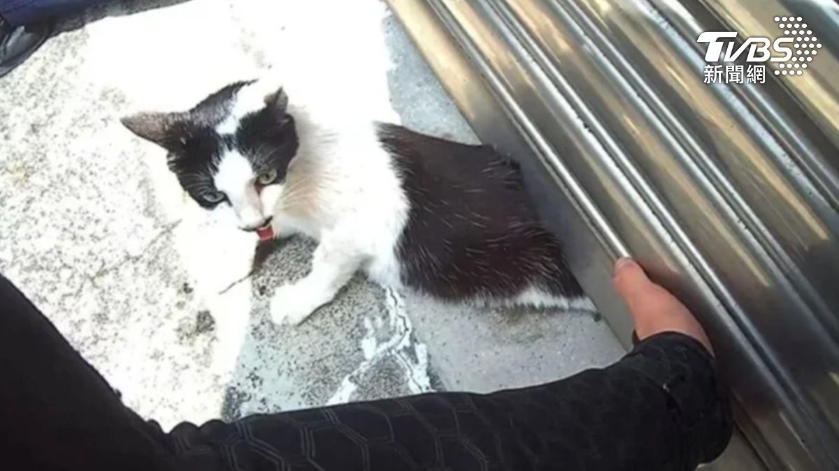 淒厲哀號!小貓慘遭鐵捲門夾困 嘉義警循聲「徒手撐門」搶命