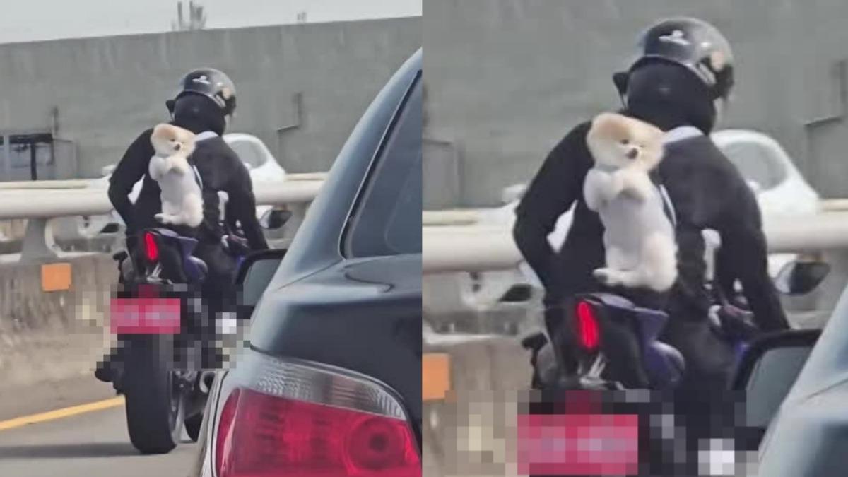一名重機騎士把寵物狗綁在背上,行駛台74快速公路。(圖/Threads@ennui.er授權)