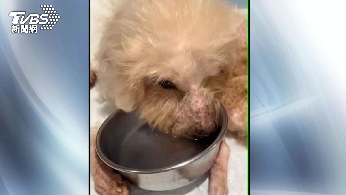 台北一名王小姐投訴,台北動物之家收容的一隻高齡貴賓犬「小寶」,被收容後竟然脫水失溫、前肢脫臼。(圖/TVBS)