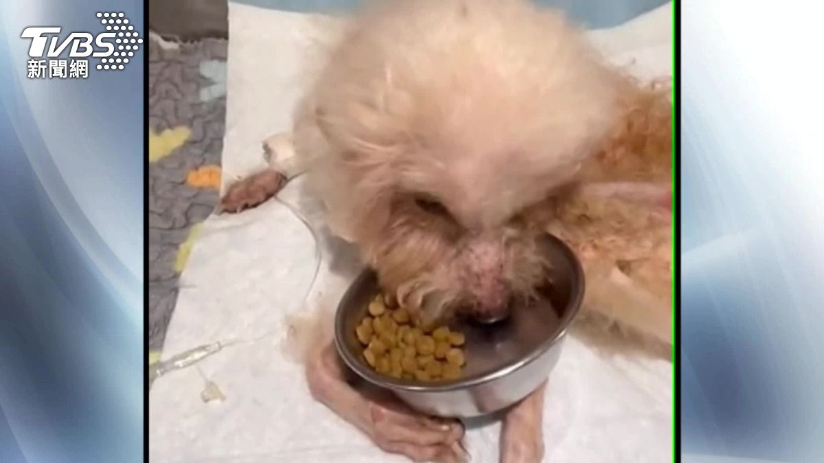 小寶被送到外面動物醫院治療,以為脫離險境送回收容所,沒想到不到一個月卻喪命。(圖/TVBS)