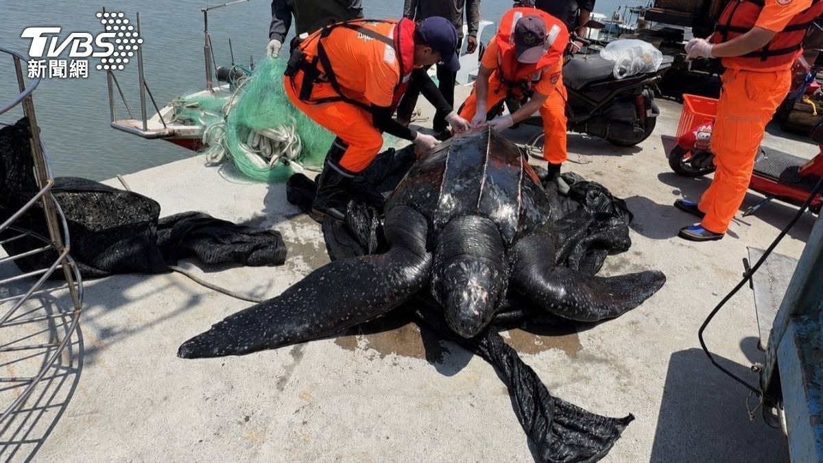 嘉義外傘頂洲拉起200kg黑巨獸 驚見全球瀕危「革龜」