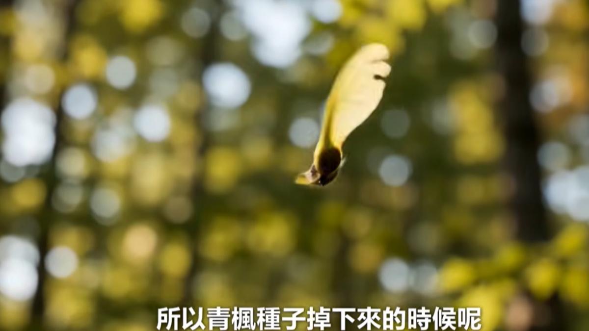 整棟建築的造型靈感，正如同青楓種子在台北「旋轉落地、生根發芽」的模樣。（圖／翻攝自YT@Joeman）