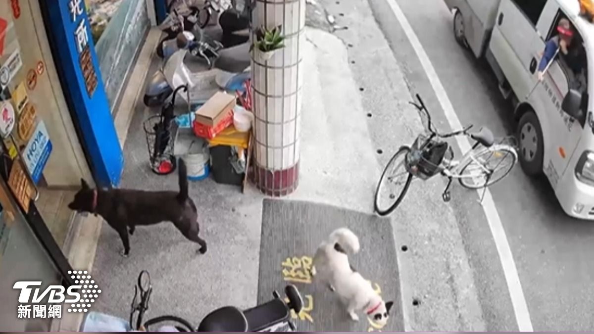 家犬騎樓下遭動防所吹箭射擊,飼主急CPR救回。(圖/TVBS)
