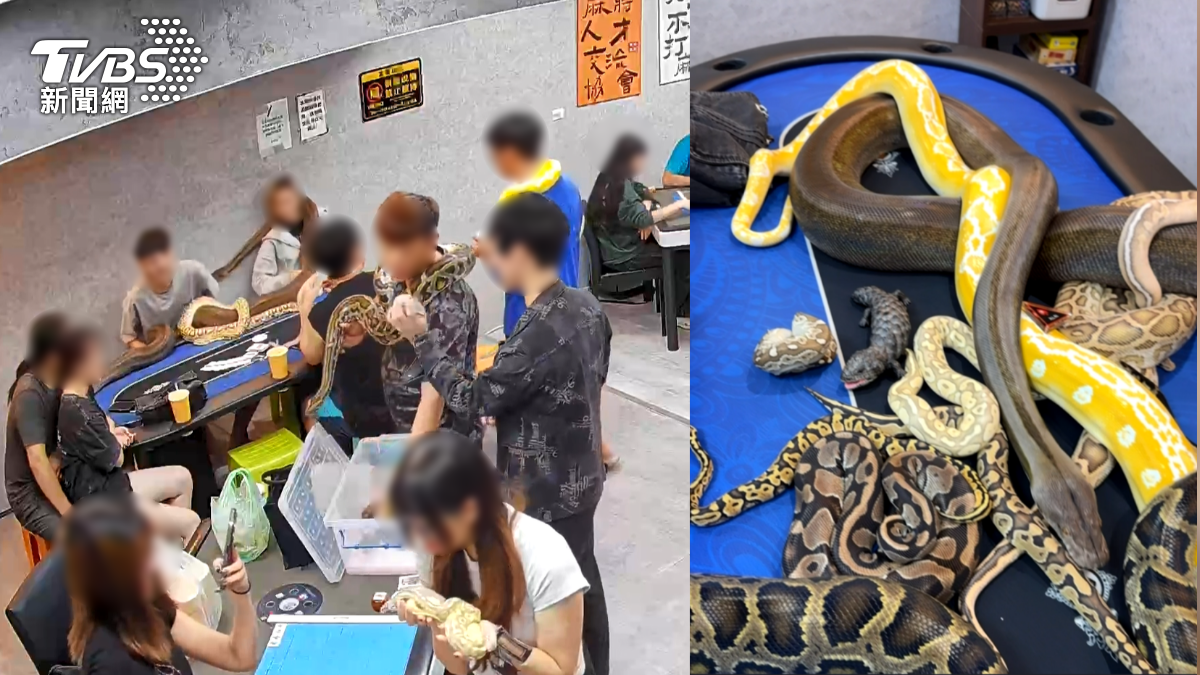 嘉義縣民雄鄉一家麻將桌遊館日前出現罕見畫面,一群蛇類愛好者帶著大大小小的蟒蛇前來聚會(圖/民眾提供)