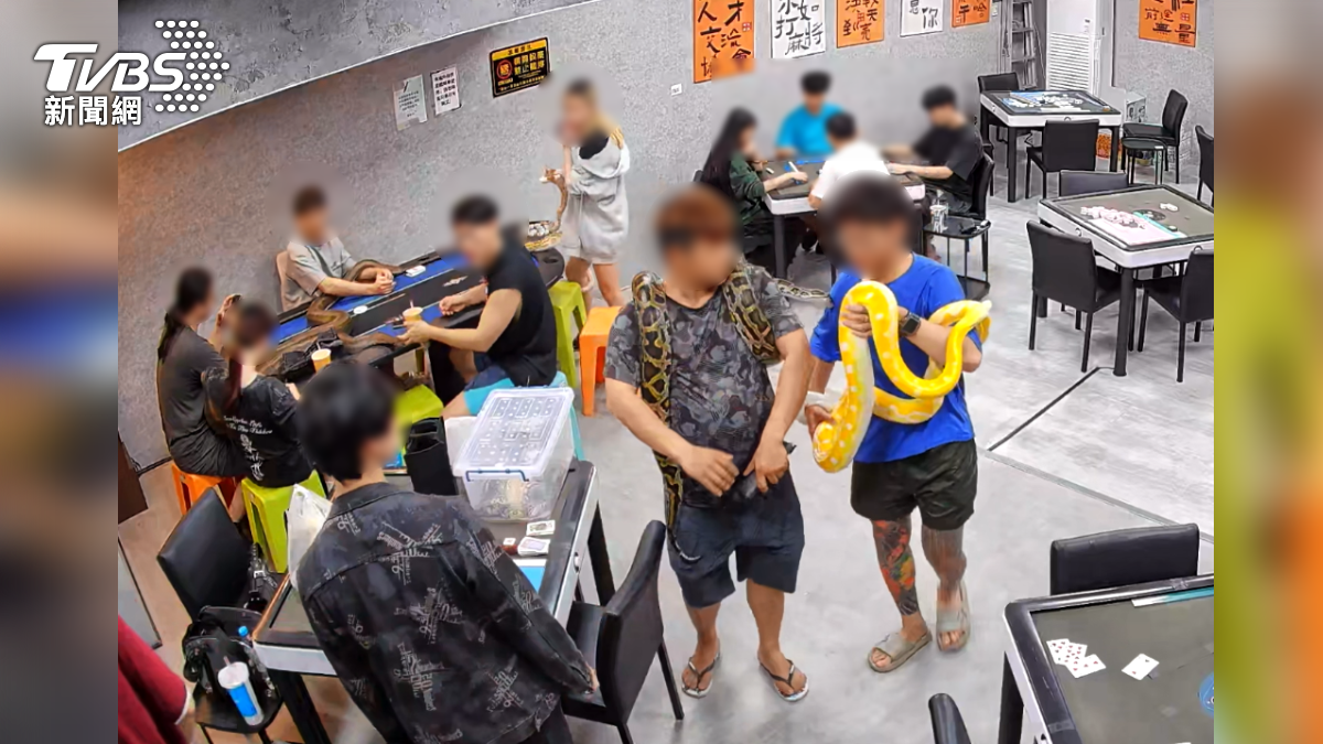 嘉義麻將館蛇友聚會!「30公斤網紋蟒」纏身 隔壁桌淡定照打沒在怕(圖/民眾提供)