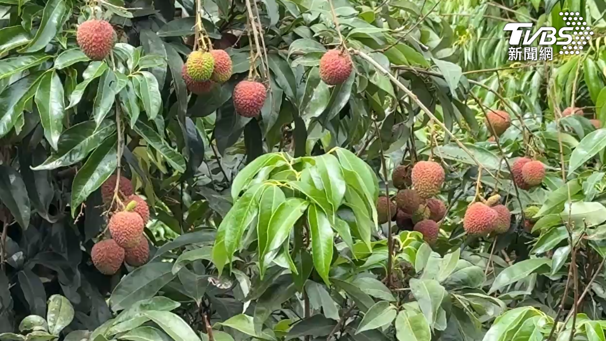 荔枝忌空腹吃 醫:孩童過量食用「嘔吐、抽搐」快送醫
