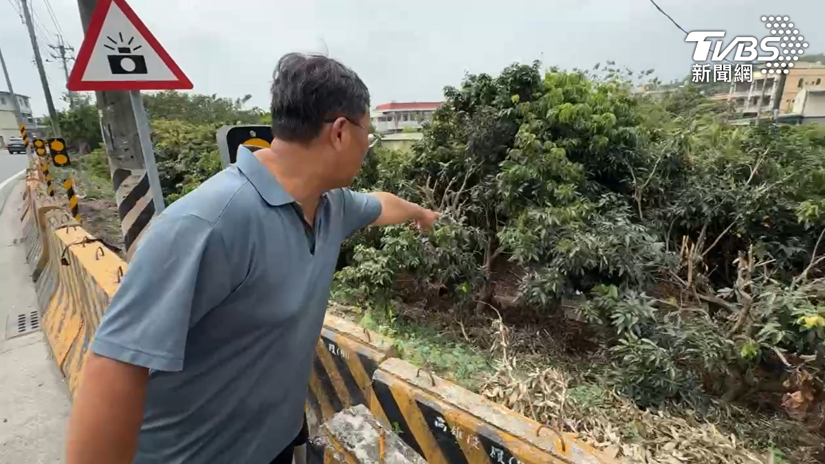 有農民表示,這棵荔枝樹他每天早上5點多起床都會來巡視,因為這棵是結果率最高的,結果那天早上來看就發現不見了,研判是前一晚被偷採的(圖/TVBS)