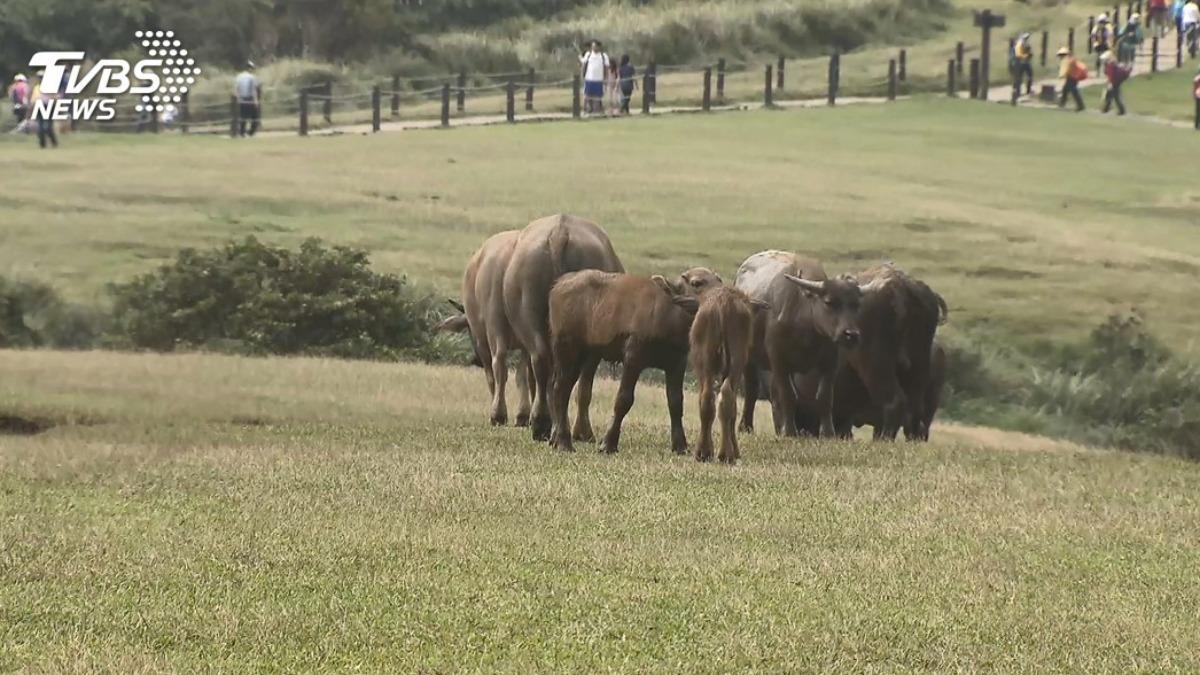 情侶「擎天崗忘情激戰」直播全放送　陽管處說話了
