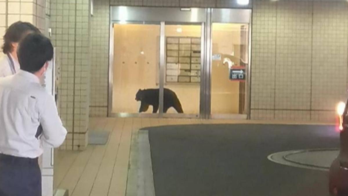 日本青森縣市中心15日一頭近100公斤成年熊闖入飯店和購物中心設施。(圖/翻攝 @UraShuzo )