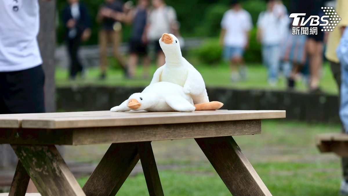 遊客看到當是桌椅出現這一幕，狂拍。（圖／華子琛攝）