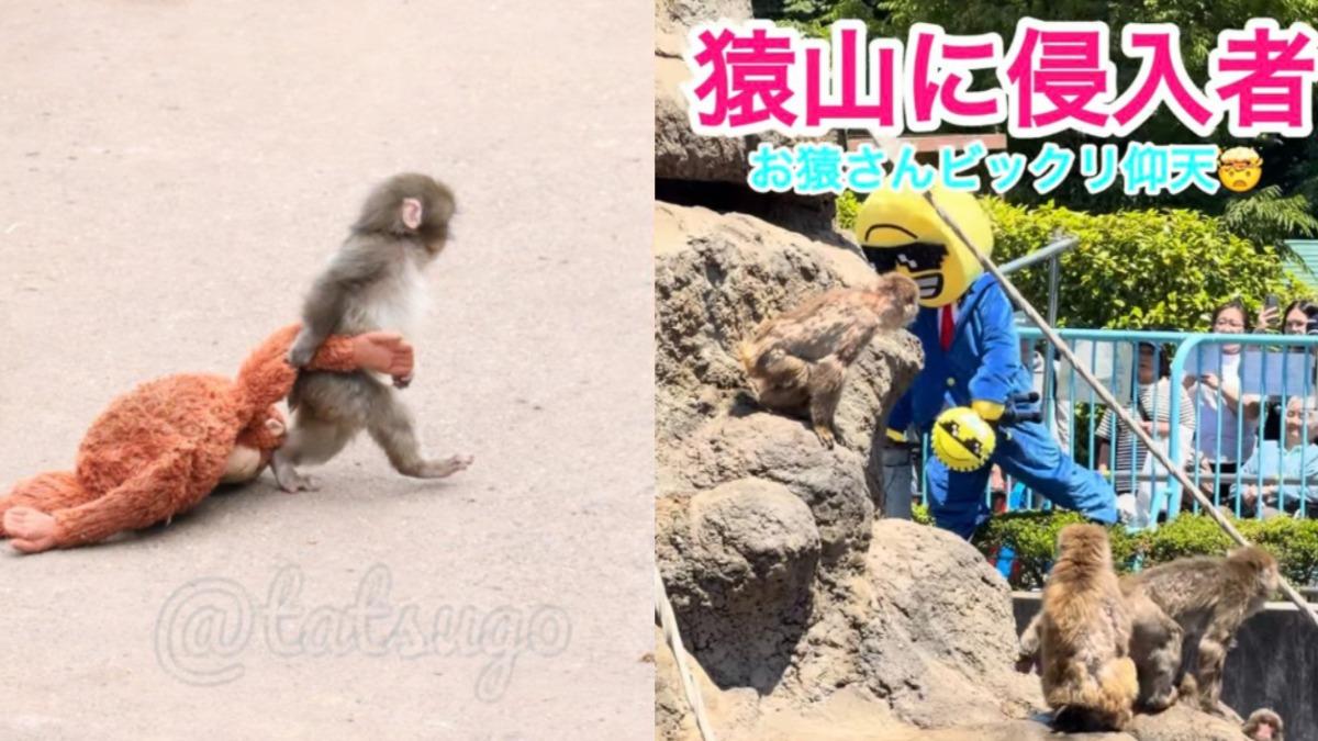 萌猴Panchi園區出事!詭異玩偶人闖猴山 猴群逃竄畫面曝