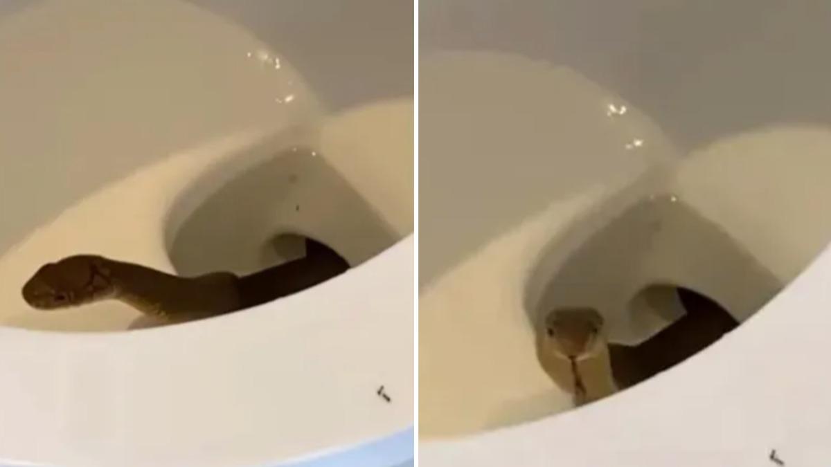 毒蛇從馬桶竄出!菲律賓遊客頭皮發麻 網嚇:不敢上廁所了