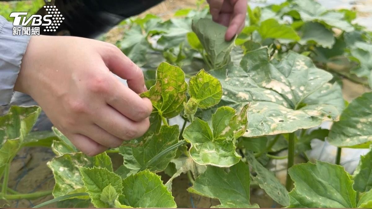 潘顯柔畢業於國立中興大學植物病理學系，也是全台首屆「植物診療師國考」合格診療師。(圖／桃園市觀音區農會）合格診療師。(圖／桃園市觀音區農會）