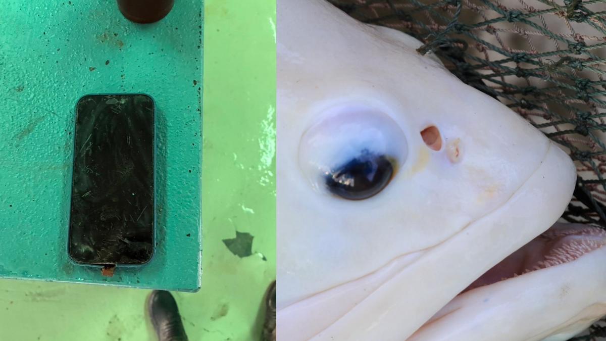 iPhone掉魚池「龍膽石斑」一口吞下 8個月後魚腹中找回完整手機