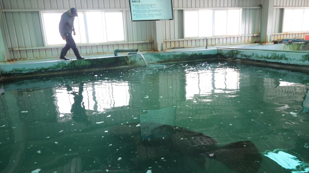 石斑魚體型巨大。（圖／翻攝自陳志東臉書）