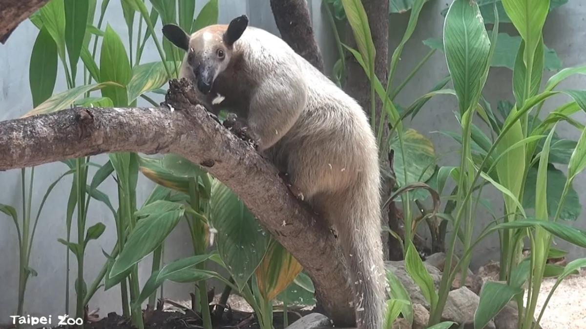 木柵動物園爆「動物逃跑」! 小食蟻獸失蹤