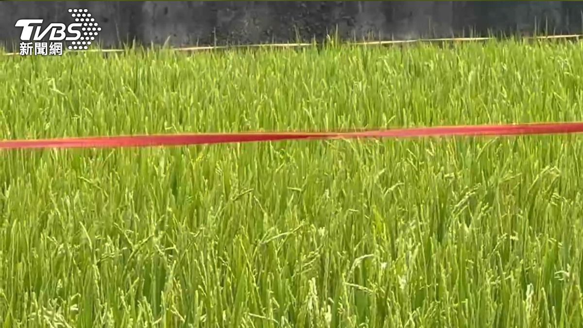 92歲翁持鐮刀砍鄰 勸架弟媳骨折。(圖/TVBS)