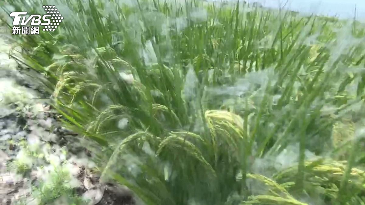 木棉絮漫天飛舞，看似白雪紛飛的美景，卻成為當地居民的「過敏原」，引發不少困擾。。(圖／TVBS)