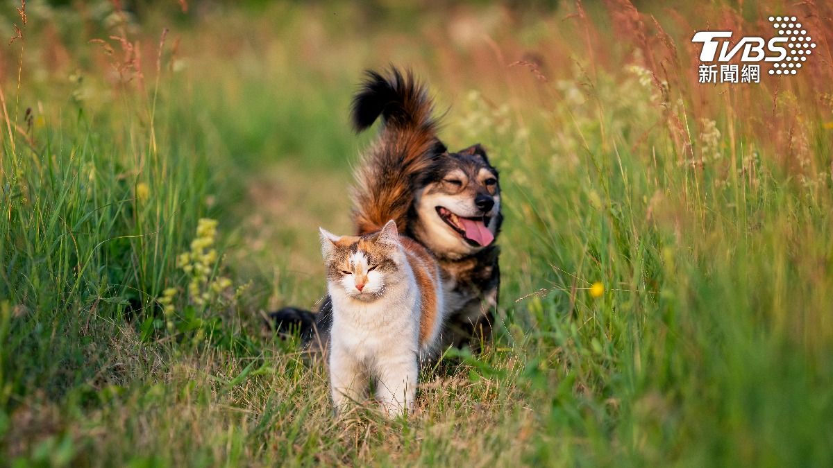 飼主注意!毛孩常見九大疾病曝 蚊蟲叮咬恐染「犬心絲蟲」嚴重可致命