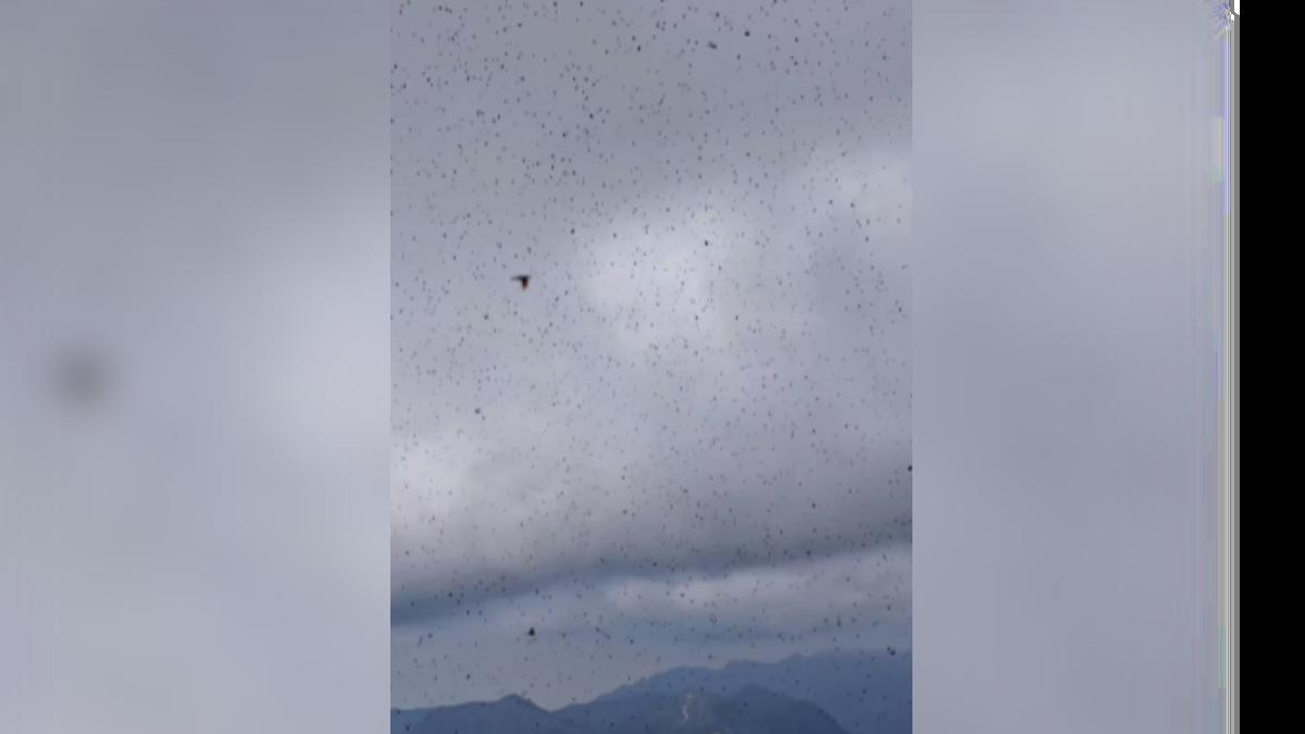 大陸江西武功山風景區出現大量的「臭屁蟲」、也就是椿象，遊客戲稱，數量多到，只要一張口就會吃飽。（圖／網路）