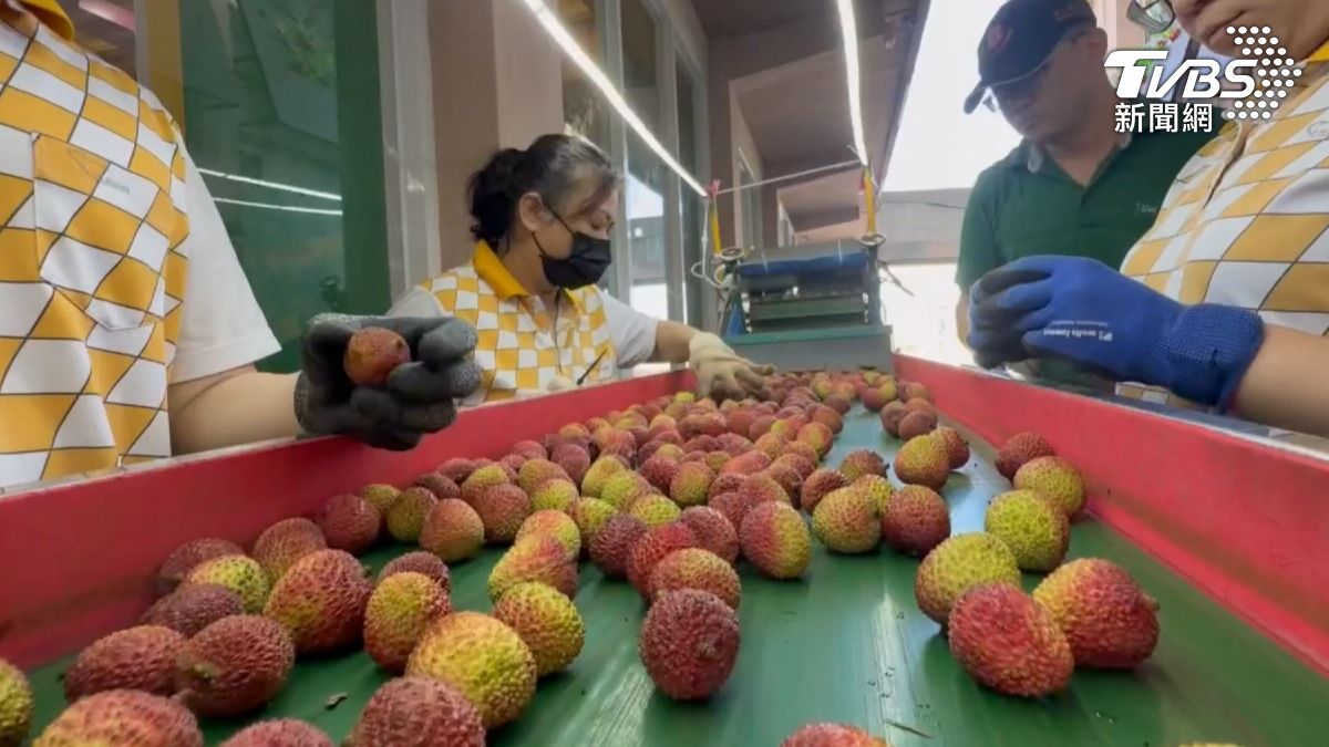 高雄大樹玉荷包進入採收旺季，受高溫影響，今年產季明顯提前。（圖／TVBS）