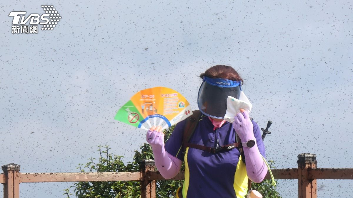 拍美照超崩潰!韓國「愛情蟲」數量暴增 1色系最易被盯上
