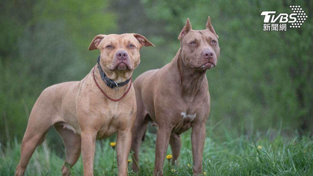 比特犬咬死美國婦!丈夫目睹「妻遭拖進草叢」 崩潰:永遠忘不了