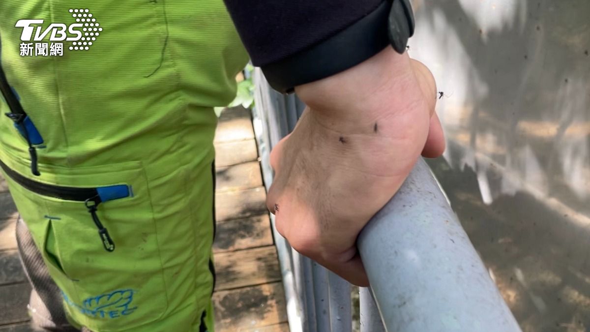雖然年薪百萬，但攀樹師身上行頭以及攀繩、電鋸等工具全來自國外，花費不小，工作時還得面對蚊子瘋狂叮咬。（圖／TVBS）