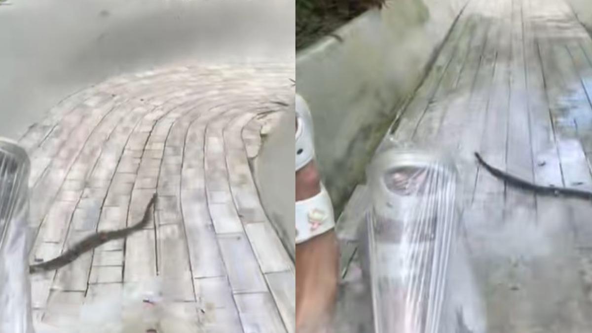 滑水道途中驚見有蛇!女子「與蛇同行」無處逃 驚嚇尖叫