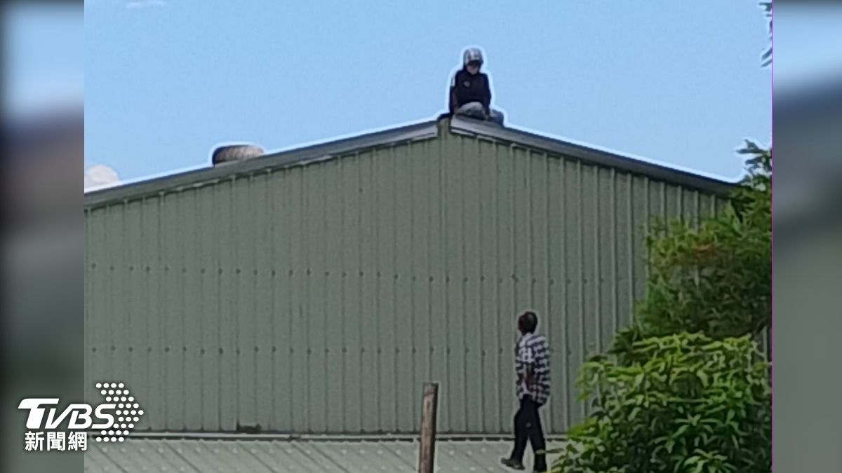 女竊賊結夥偷摘哈密瓜,躲警藏匿屋頂。(圖/TVBS)