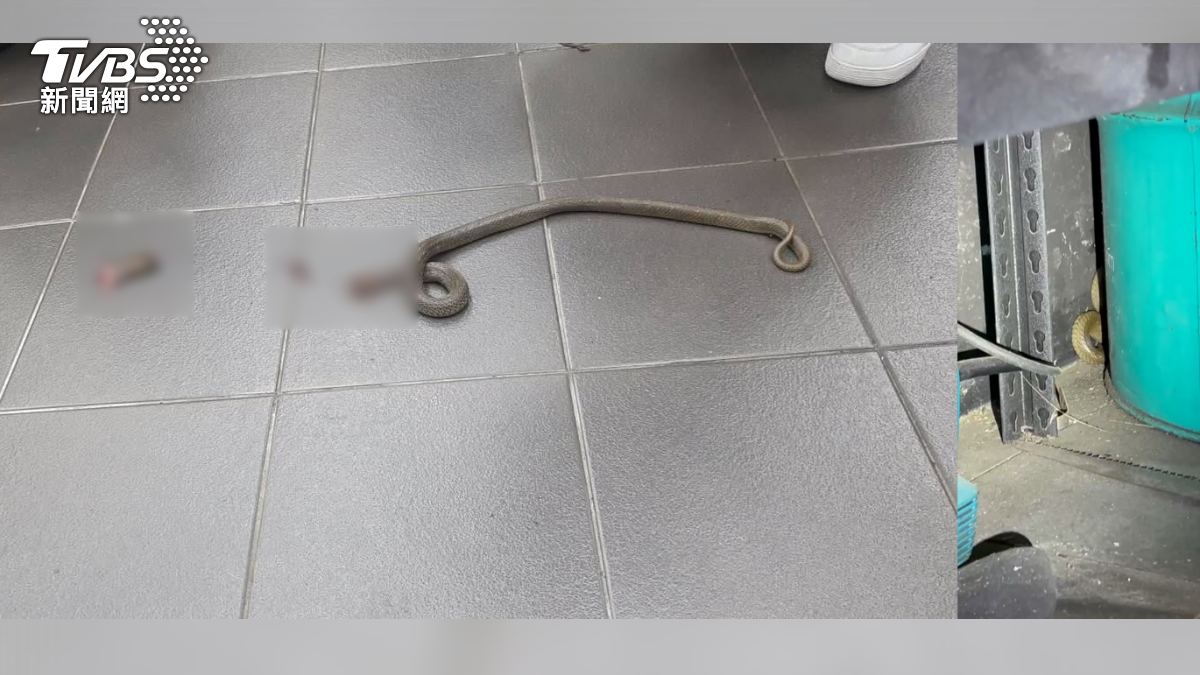 台南仁德區一家機車行員工日前將剪斷中華眼鏡蛇頭部的影片上傳網路，引發大批網友撻伐。業者回應表示，員工遭眼鏡蛇攻擊咬鞋，才不得已剪斷蛇頭自保（圖／民眾提供）