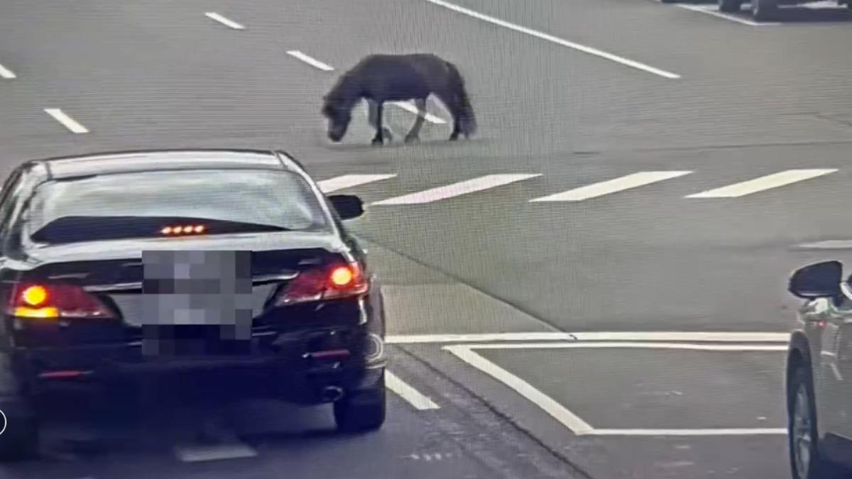 北投迷你馬「又落跑」!悠哉逛大街險象環生 飼主慘挨罰