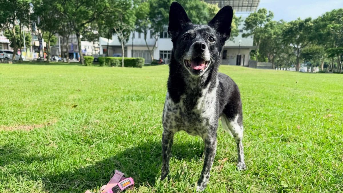 12年愛犬走失!飼主開50萬懸賞 拍到「陳美琪」就給10萬