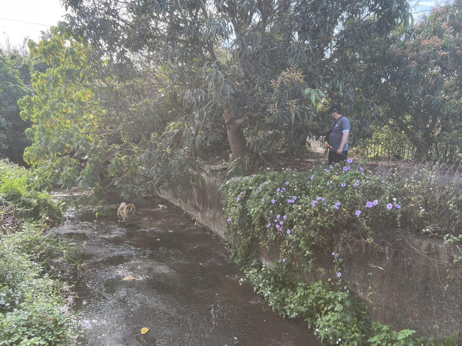 棄養-鬆獅犬-鬆獅犬棄養-嘉義-民雄-大排水溝-寵物晶片-動物保護法-飼主黑名單-嘉義縣家畜所
