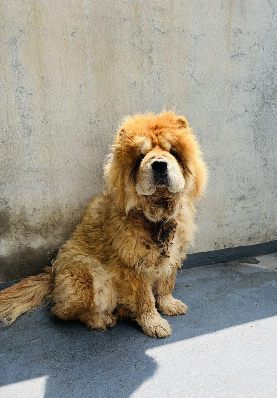 棄養-鬆獅犬-鬆獅犬棄養-嘉義-民雄-大排水溝-寵物晶片-動物保護法-飼主黑名單-嘉義縣家畜所