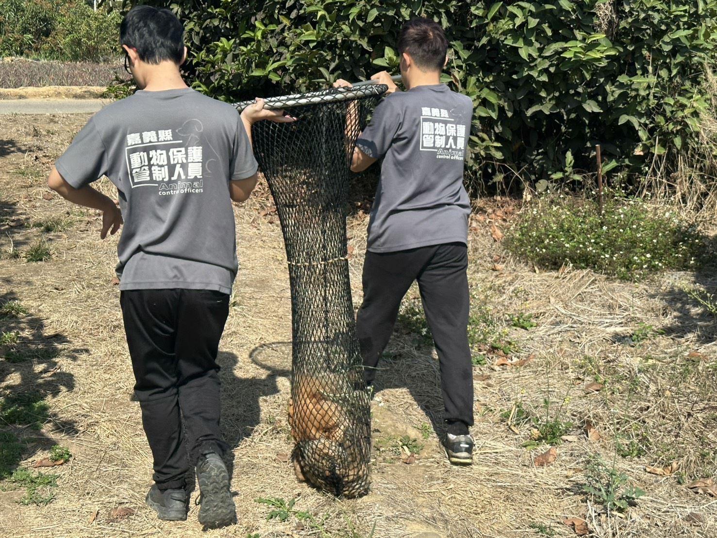 棄養-鬆獅犬-鬆獅犬棄養-嘉義-民雄-大排水溝-寵物晶片-動物保護法-飼主黑名單-嘉義縣家畜所