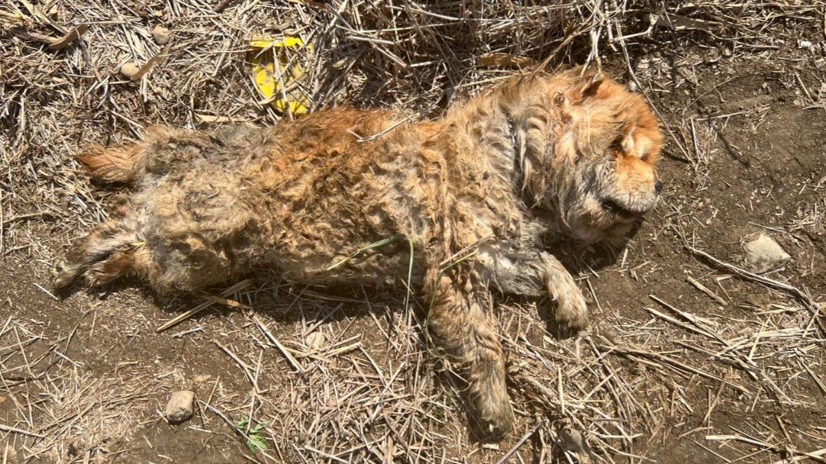 「彰化跑嘉義」棄養!鬆獅犬被狠心丟大排 無良飼主下場慘了