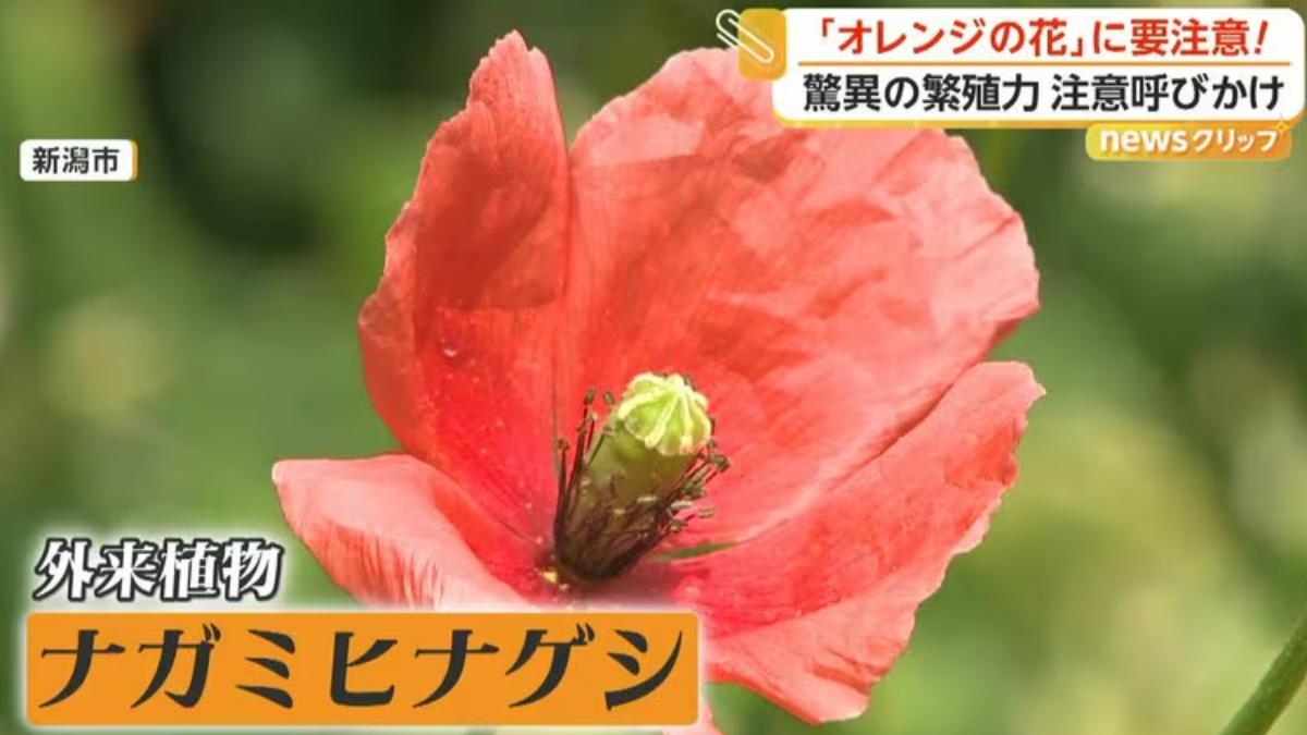 日本「有害外來植物」入侵！路邊橘花別亂採　手一碰恐皮膚潰瘍