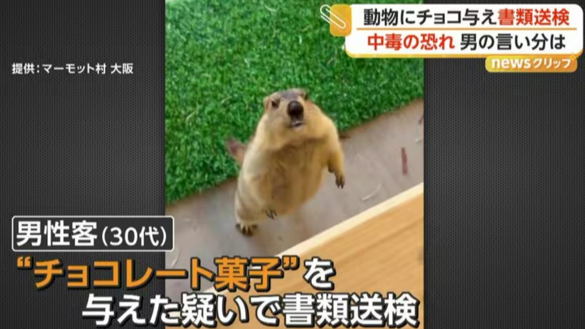看牠每天吃一樣很可憐！日男餵土撥鼠吃「巧克力」　遭移送法辦