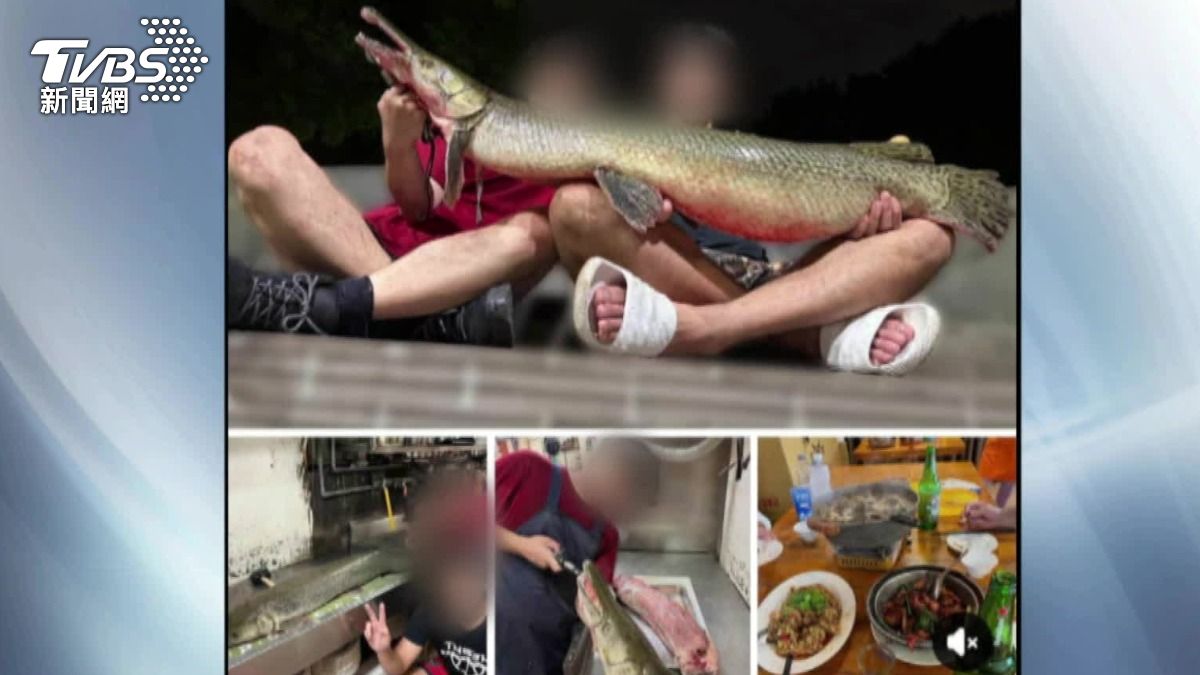 成大釣魚社發出料理鱷雀鱔的影像，引發爭議。（圖／成大校方授權使用）