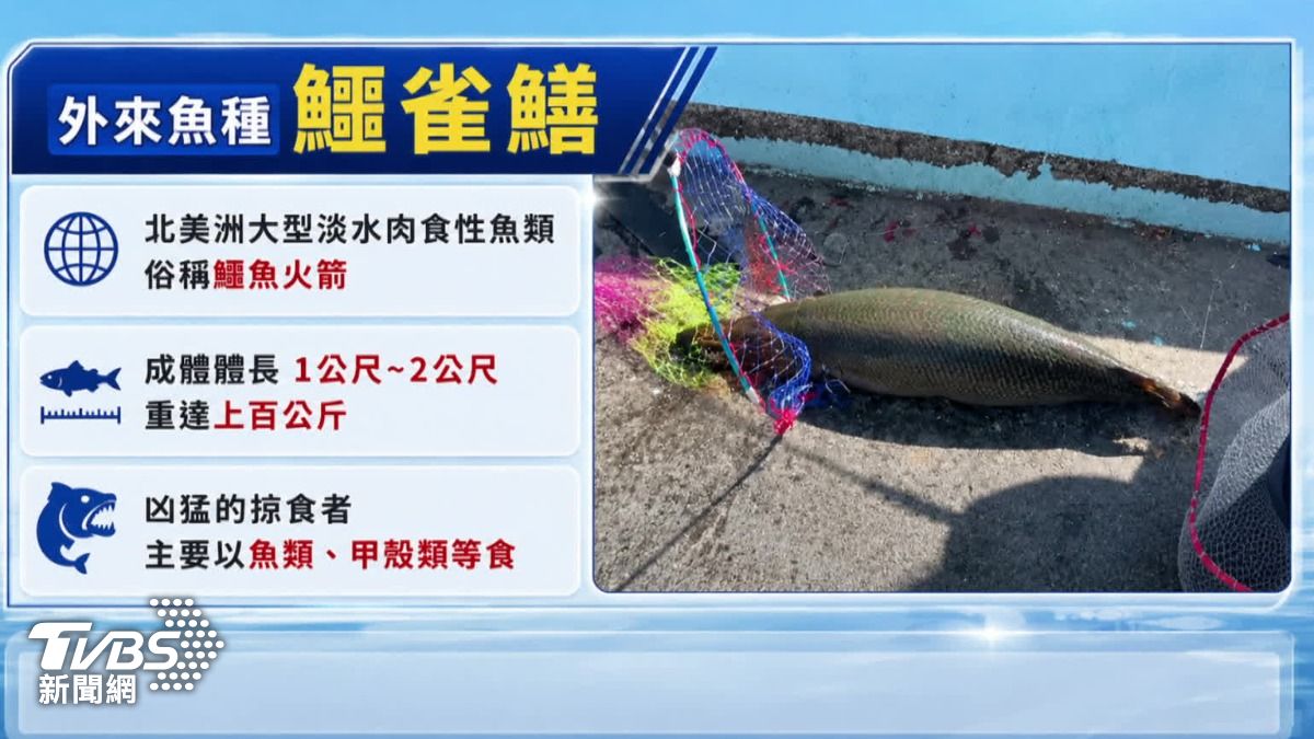 外來魚種對台灣生態造成衝擊。（圖／AI製圖）