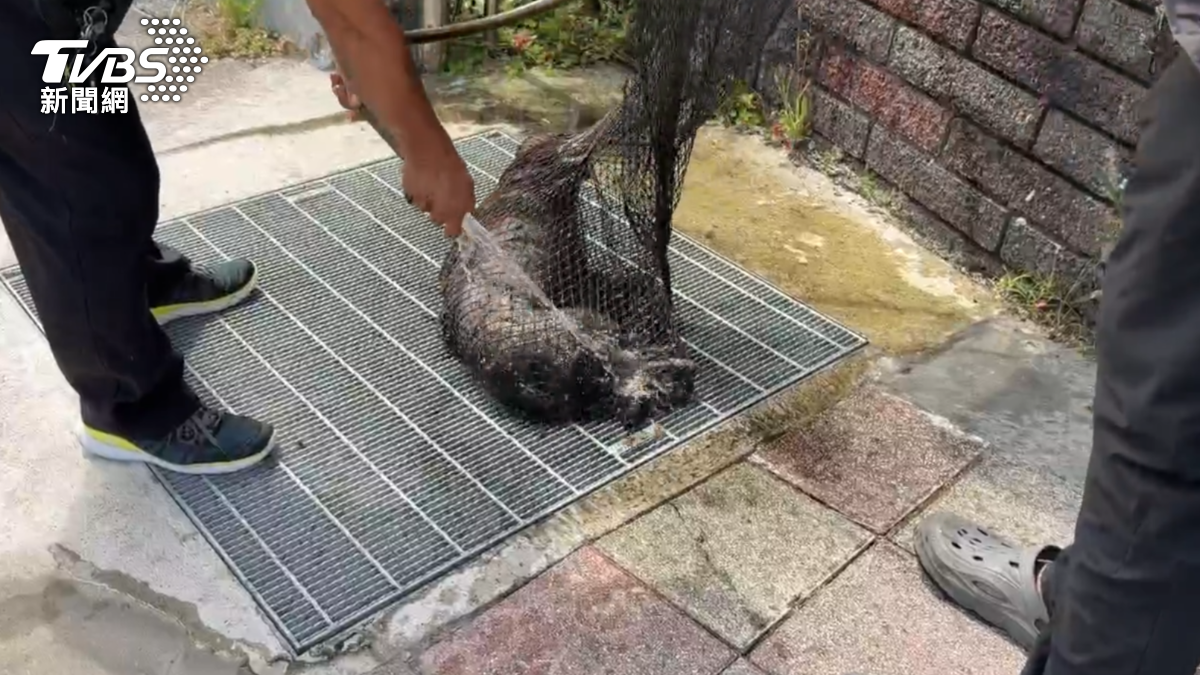 初步檢查這隻狗狗後肢已癱瘓,市議員施偉政推測,前一晚有人施放鞭炮,懷疑跌入大排。(圖/TVBS)