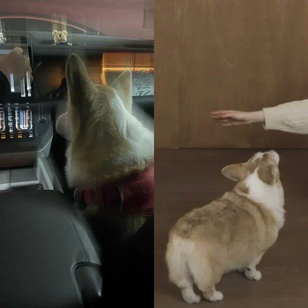 兩人的「同款愛犬」被認為是交往證據之一。(圖/翻攝自韓網)