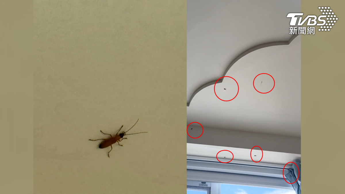當事房客鍾小姐表示，上周末她帶家人前往小琉球進行3天兩夜輕旅行，沒想到一進房間就發現地板上掉滿蟲子，抬頭一看，窗簾布、天花板夾層上也佈滿好幾個小黑點。（圖／民眾提供）