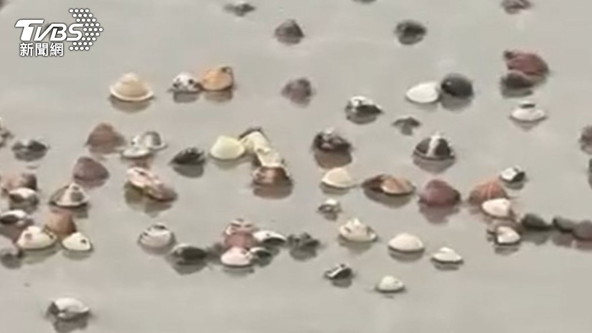 金門潮間帶驚見蛤屍遍地。（圖／TVBS）
